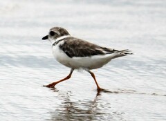 Charadrius melodus