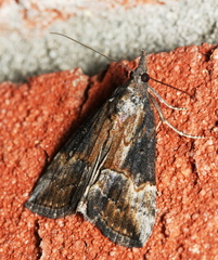 Hypena humuli