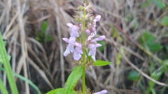 Stachys tenuifolia