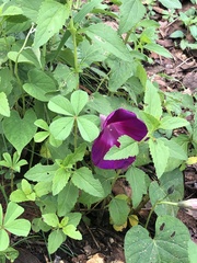 Ipomoea orizabensis