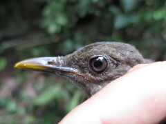 Turdus olivaceofuscus