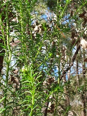 Ozothamnus diosmifolius