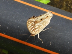 Junonia lemonias