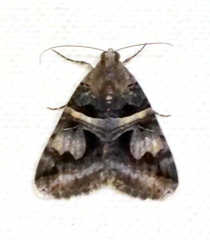 Drasteria grandirena