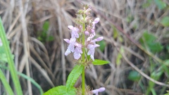 Stachys tenuifolia