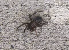 Scotophaeus blackwalli