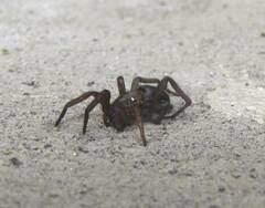 Scotophaeus blackwalli