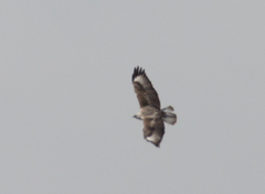 Buteo hemilasius