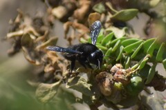 Megachile