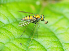 Condylostylus comatus
