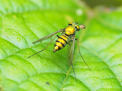 Condylostylus comatus