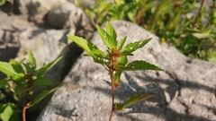 Acalypha rhomboidea