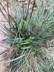 Plantaginaceae
