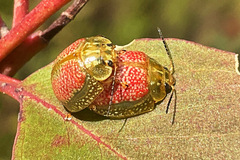 Paropsisterna