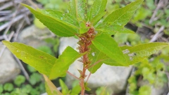 Acalypha rhomboidea