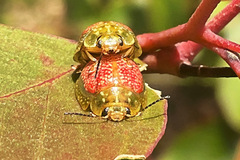 Paropsisterna