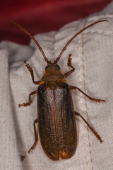 Tragosoma harrisii