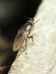 Leptocera