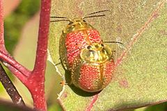 Paropsisterna