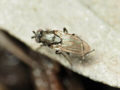 Leptocera