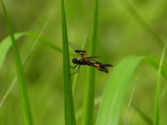 Rhyothemis variegata