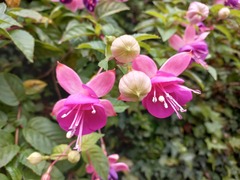 Fuchsia × hybrida