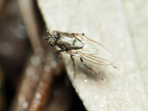 Rachispoda limosa