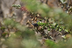 Megachile