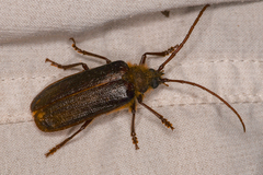 Tragosoma harrisii
