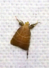 Parachma ochracealis