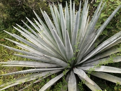 Agave vivipara