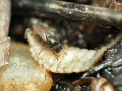 Leptocera