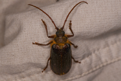 Tragosoma harrisii