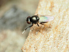 Athyroglossa glaphyropus