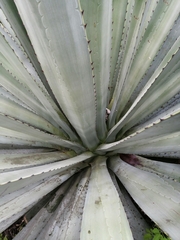 Agave vivipara