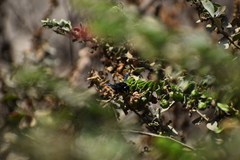 Megachile