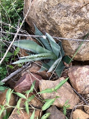 Agave shrevei