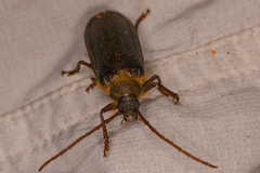 Tragosoma harrisii