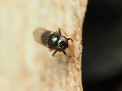 Athyroglossa glaphyropus