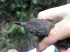 Turdus olivaceofuscus