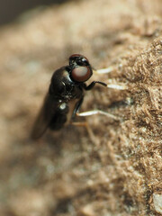 Athyroglossa glaphyropus