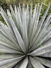 Agave vivipara