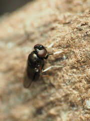 Athyroglossa glaphyropus