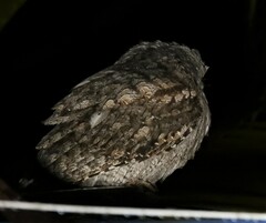 Podargus strigoides