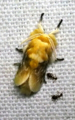 Megalopyge opercularis