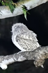 Podargus strigoides