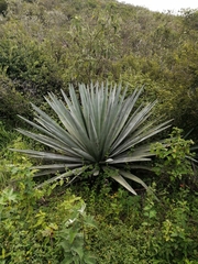 Agave vivipara