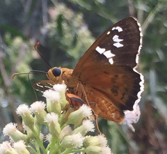 Apyrrothrix araxes