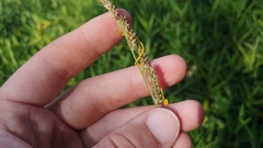 Echinochloa crus-galli