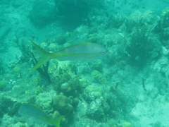 Ocyurus chrysurus